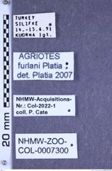 Etiketten zu Agriotes furlani (Platia, 2003) (NHMW-ZOO-COL-0007300)